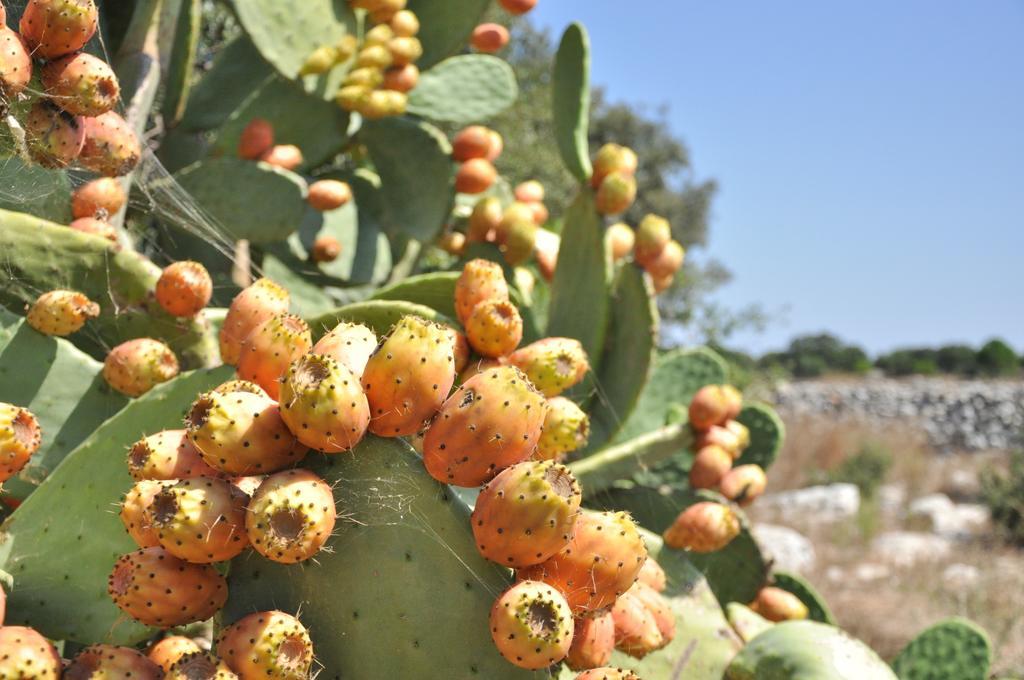 Masseria Uccio Tricase Eksteriør bilde